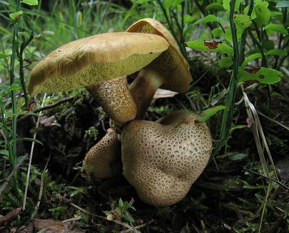 suchohríb cudzopasný Pseudoboletus parasiticus (Bull.) Šutara