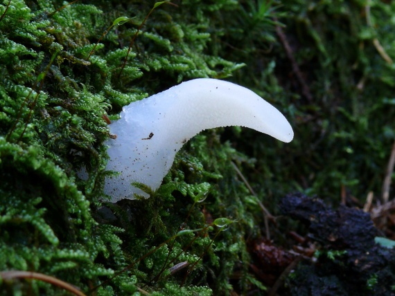 pajelenka želatínová Pseudohydnum gelatinosum (Scop.) P. Karst.