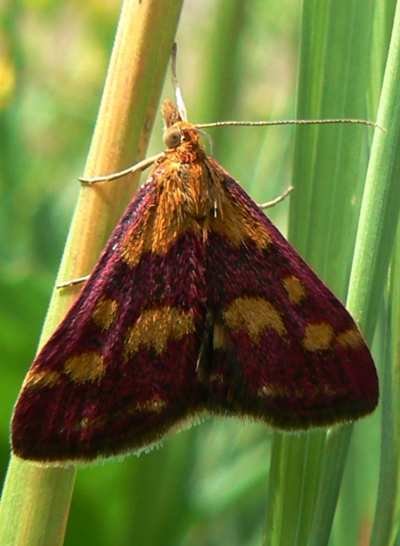 vijačka purpurová Pyrausta purpuralis