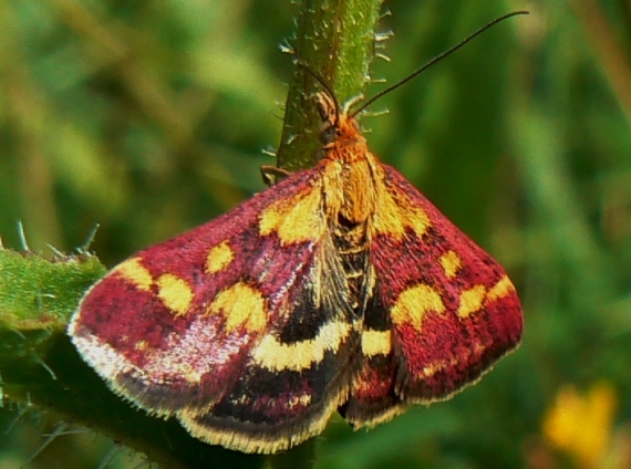 vijačka purpurová Pyrausta purpuralis