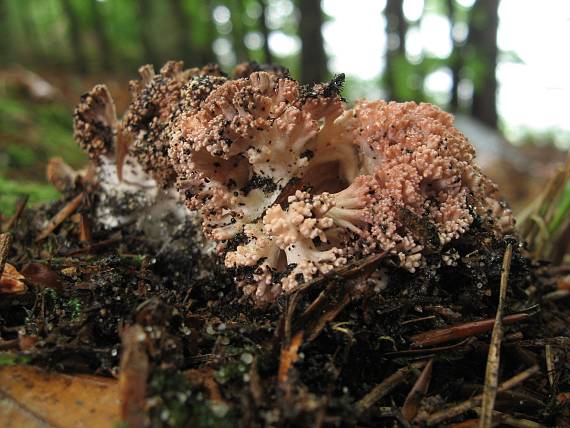 kuřátka květáková Ramaria botrytis (Pers.) Ricken