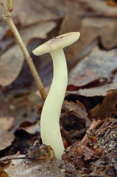 plávka Russula sp.