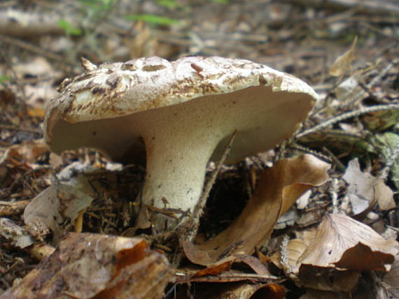 jelenkovec škridlicovitý Sarcodon imbricatus (L.) P. Karst.