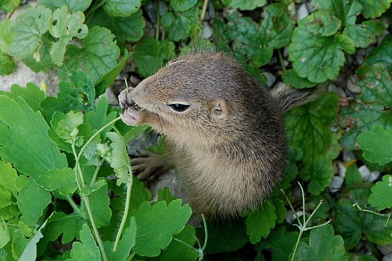 syseľ obyčajný Spermophilus citellus