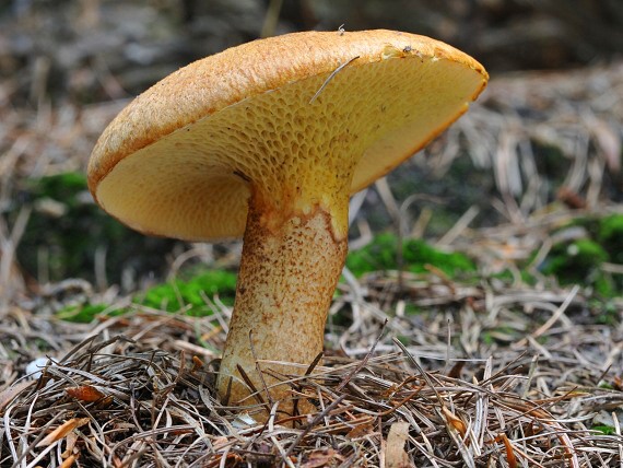 hríbovec dutohlúbikový Suillus cavipes (Opat.) A.H. Sm. & Thiers