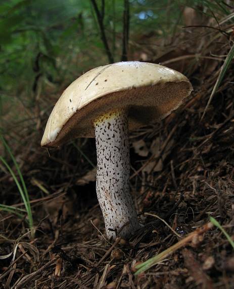 klouzek bílý Suillus placidus (Bonord.) Singer