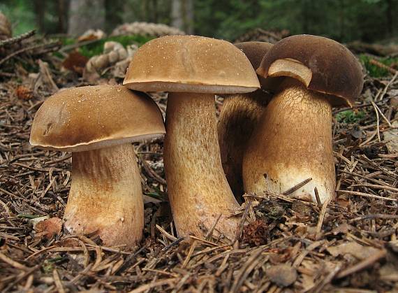 hřib žlučník Tylopilus felleus (Bull.) P. Karst.