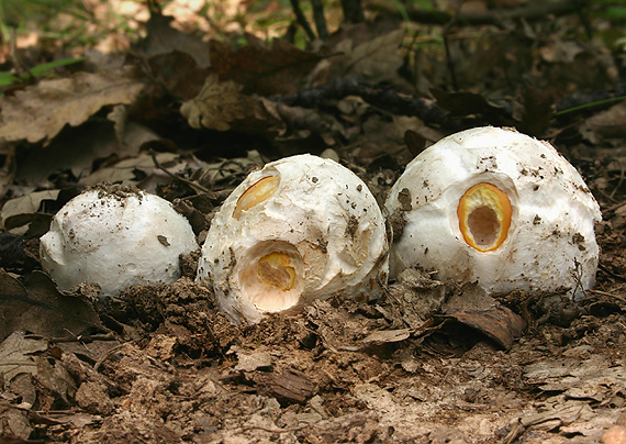 muchotrávka cisárska Amanita caesarea (Scop.) Pers.