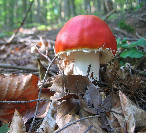 muchotrávka červená holá Amanita muscaria var. aureola (Kalchbr.) Quél.