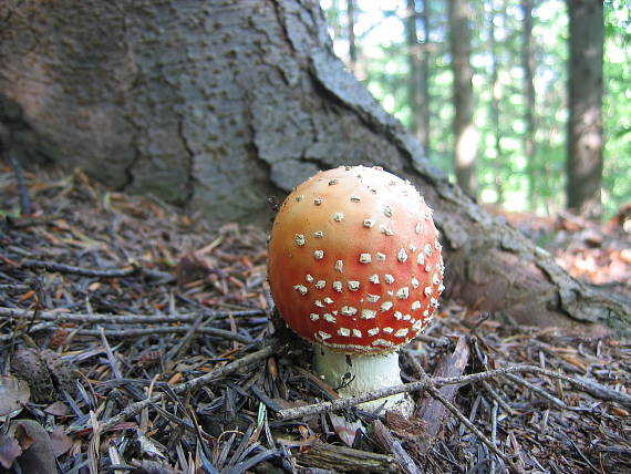 muchotrávka červená Amanita muscaria (L.) Lam.