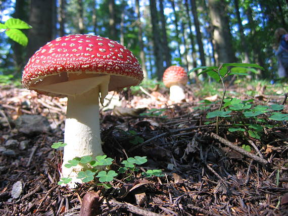 muchotrávka červená Amanita muscaria (L.) Lam.