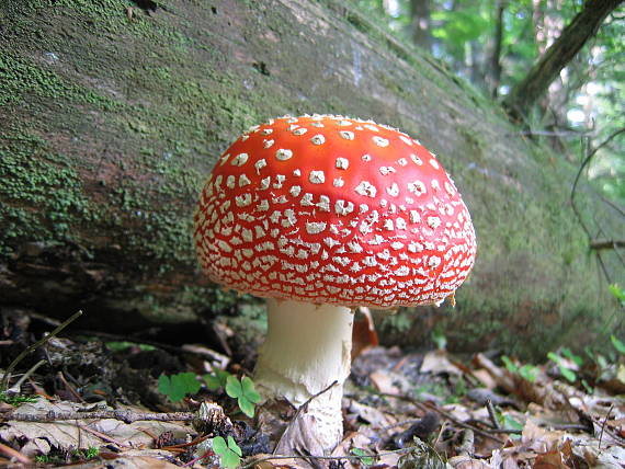 muchotrávka červená Amanita muscaria (L.) Lam.