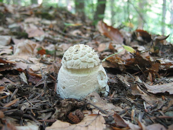 muchotrávka červená Amanita muscaria (L.) Lam.