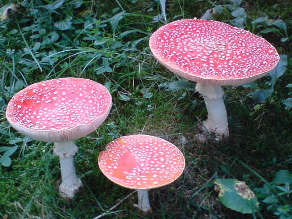 muchotrávka červená Amanita muscaria (L.) Lam.