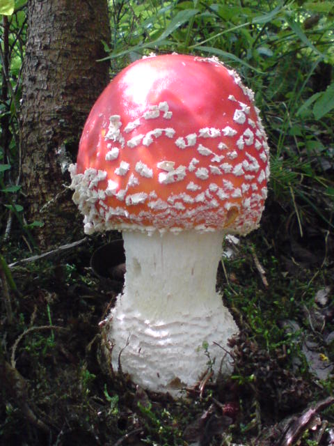 muchotrávka červená Amanita muscaria (L.) Lam.