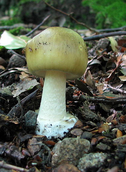 muchotrávka zelená Amanita phalloides (Vaill. ex Fr.) Link