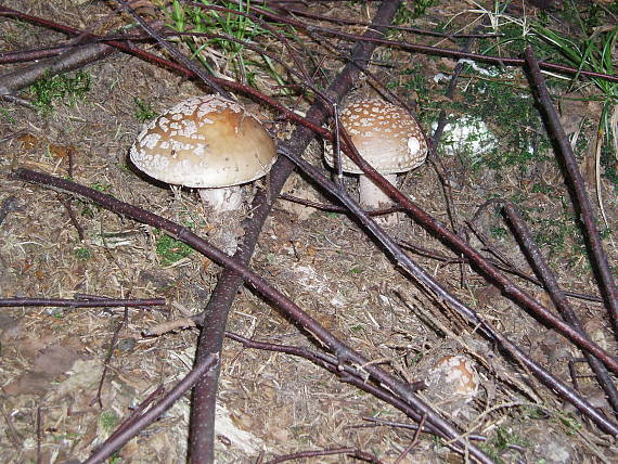 muchotrávka červenkastá Amanita rubescens Pers.