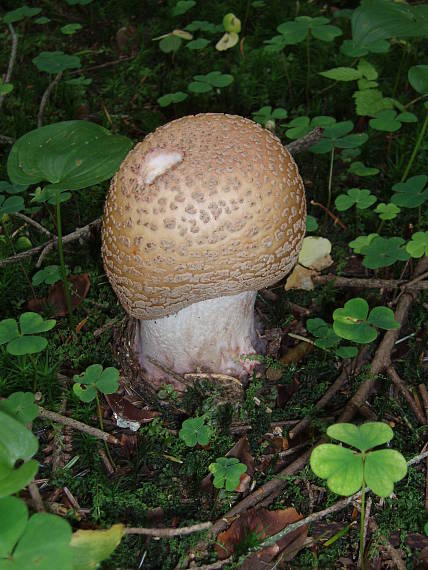 muchotrávka červenkastá Amanita rubescens Pers.