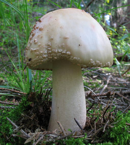 muchotrávka červenkastá Amanita rubescens Pers.