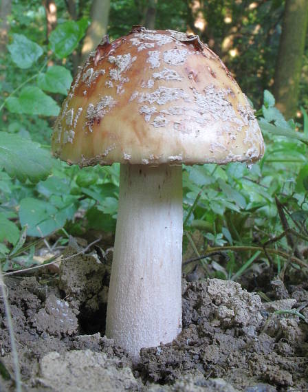 muchotrávka červenkastá Amanita rubescens Pers.