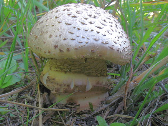 muchotrávka Amanita sp.