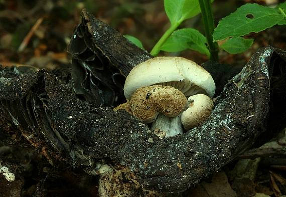 príživnica prášnicovitá Asterophora lycoperdoides (Bull.) Ditmar