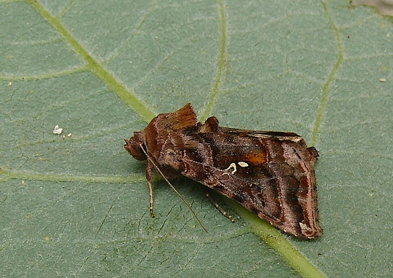 mora čistcová  Autographa pulchrina