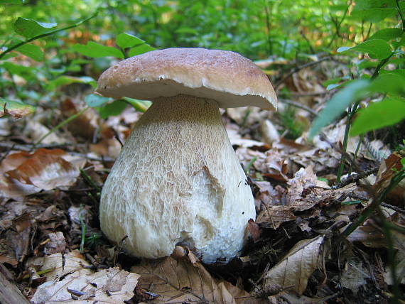 hríb smrekový Boletus edulis Bull.