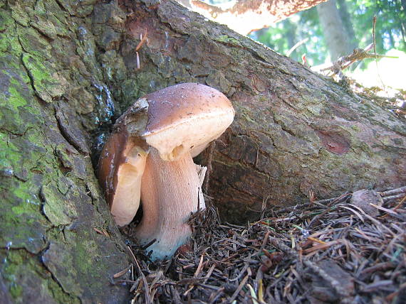 hríb smrekový Boletus edulis Bull.