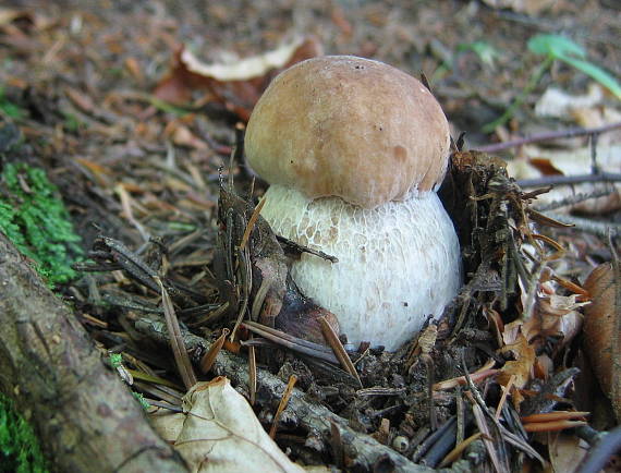 hríb smrekový Boletus edulis Bull.