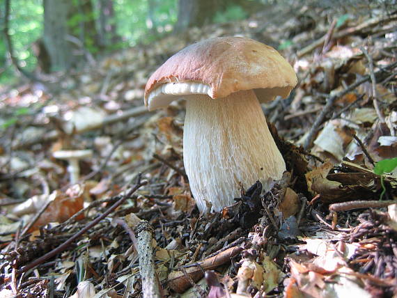 hríb smrekový Boletus edulis Bull.