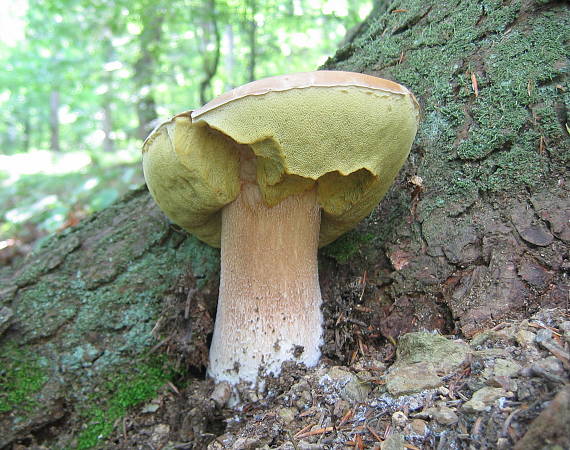 hríb smrekový Boletus edulis Bull.