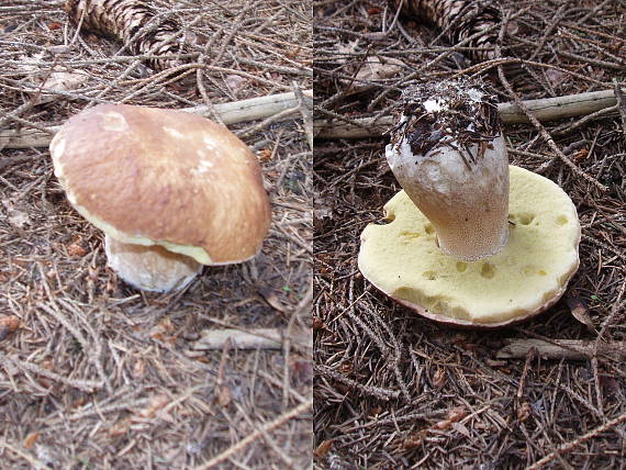 hríb smrekový Boletus edulis Bull.