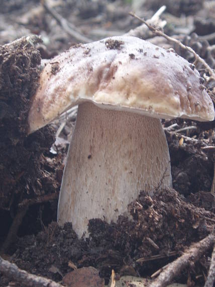 hríb smrekový Boletus edulis Bull.