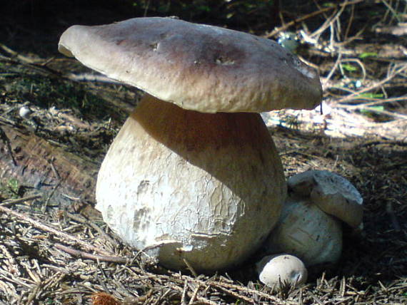 hríb Smrekový Boletus edulis Bull.