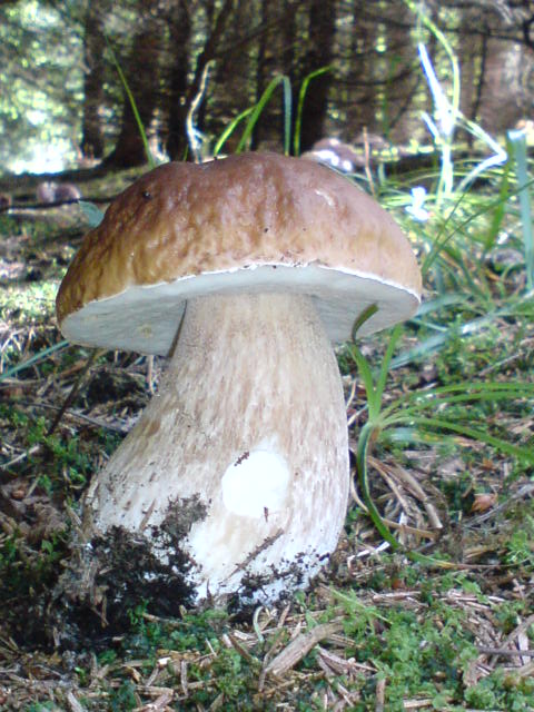 hríb smrekový Boletus edulis Bull.