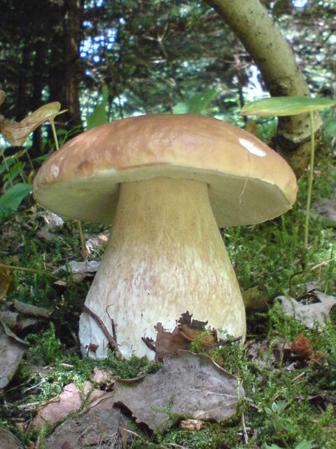 hríb smrekový Boletus edulis Bull.