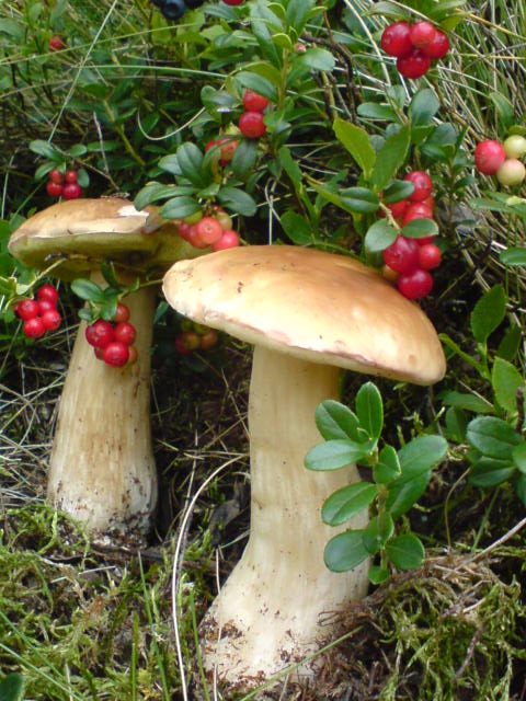 hríb smrekový Boletus edulis Bull.