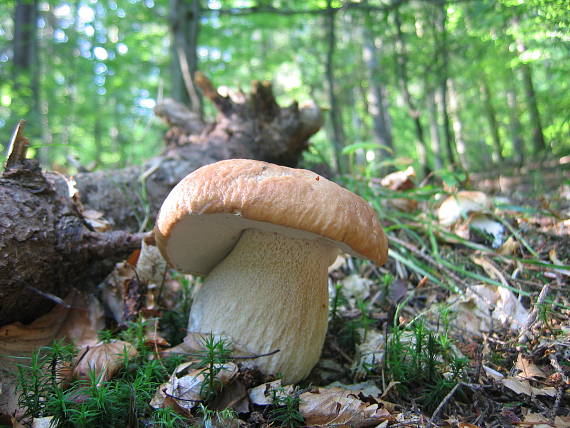 hríb dubový Boletus reticulatus Schaeff.