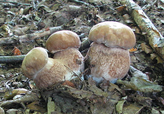 hríb dubový Boletus reticulatus Schaeff.