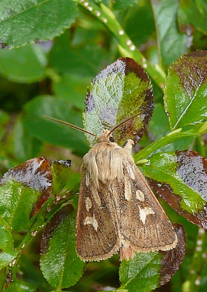 mora lúčna Cerapteryx graminis