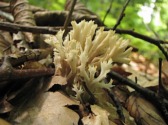 konárovka hrebenitá Clavulina coralloides (L.) J. Schröt.