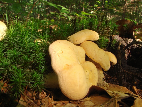 jelenka poprehýbaná Hydnum repandum L.