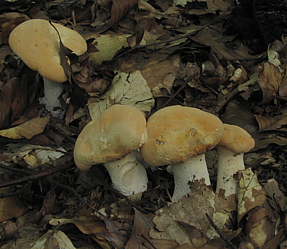 jelenka poprehýbaná Hydnum repandum L.