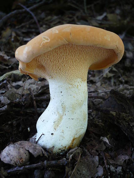 jelenka poprehýbaná Hydnum repandum L.