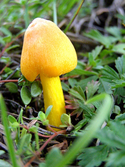 lúčnica hrotitá/Voskovka stálá Hygrocybe acutoconica (Clem.) Singer