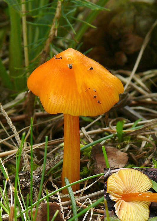 lúčnica hrotitá Hygrocybe acutoconica (Clem.) Singer