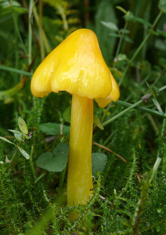 lúčnica hrotitá Hygrocybe acutoconica (Clem.) Singer