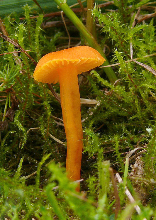 lúčnica krvavá Hygrocybe miniata (Fr.) P. Kumm.