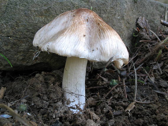 vláknica Inocybe sp.